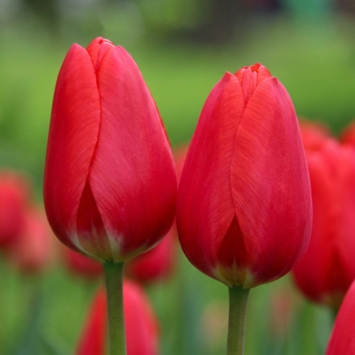 Tulipan Cherry Delight - for Sale Tulipan Cherry Delight