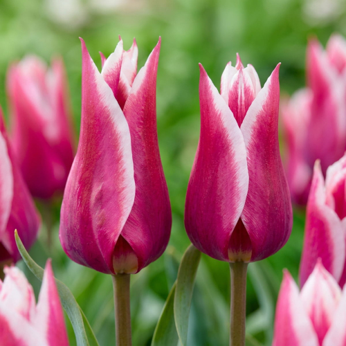 Tulip Claudia - for Sale Tulip Claudia