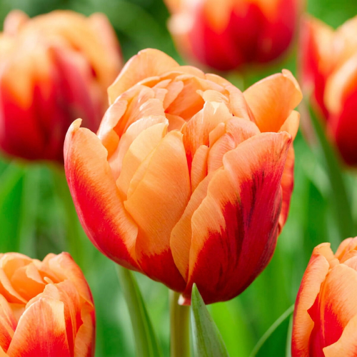 Tulip Congo - for Sale Tulip Congo
