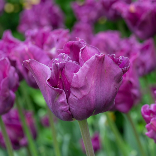 Tulip Crown of Negrita - for Sale Tulip Crown of Negrita