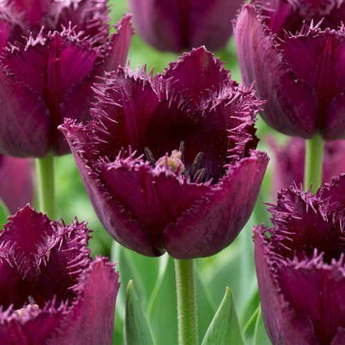 Tulip Curly Sue - for Sale Tulip Curly Sue