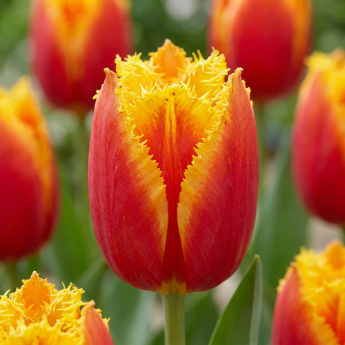 Tulip Davenport