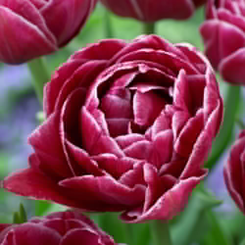 Tulip Dream Touch - for Sale Tulip Dream Touch