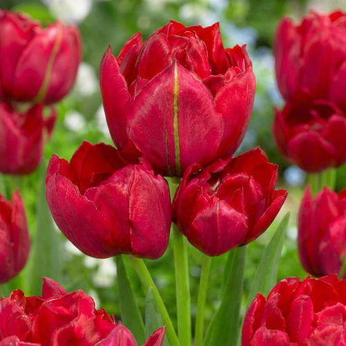 Tulipa Estatic - for Sale Tulipa Estatic