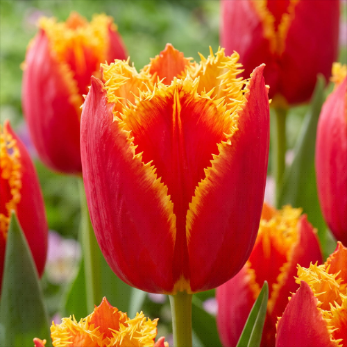 Tulipan Fabio