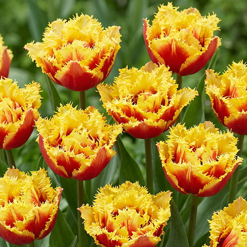 Tulip Fantasy Creation - for Sale Tulip Fantasy Creation