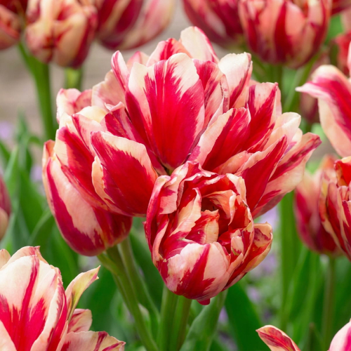 Tulip Flaming Club - for Sale Tulip Flaming Club