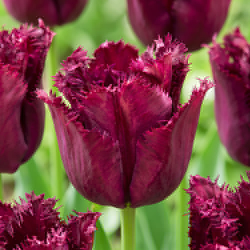 Tulipan Gorilla