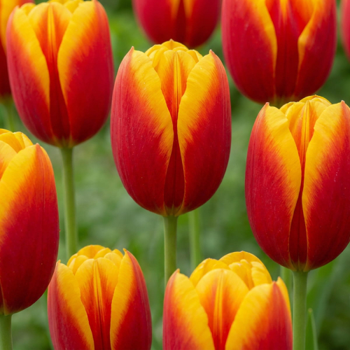 Tulipan Hennie van der Most - for Sale Tulipan Hennie van der Most