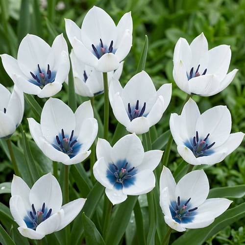 Tulip Humilis Alba Coerulea Oculata - order online directly from Holland - for Sale Tulip Humilis Alba Coerulea Oculata - order online directly from Holland