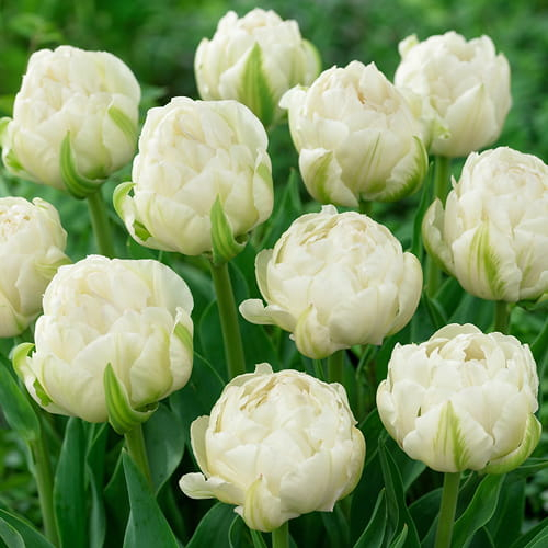 Tulip Ice Age - order online directly from Holland - for Sale Tulip Ice Age - order online directly from Holland