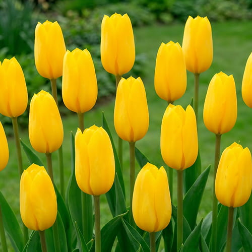 Tulip Jan van Nes - order online directly from Holland - for Sale Tulip Jan van Nes - order online directly from Holland