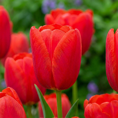 Tulipan Kay - for Sale Tulipan Kay