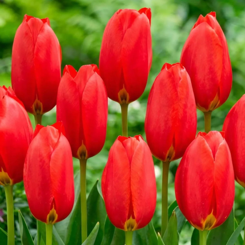 Tulip Keep On Smiling - for Sale Tulip Keep On Smiling