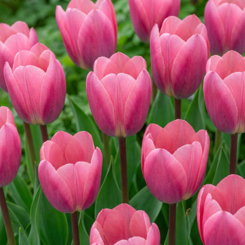 Tulip Light And Dreamy - for Sale Tulip Light And Dreamy