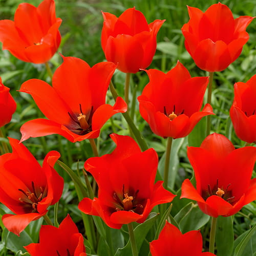 Tulip Linifolia - order online directly from Holland - for Sale Tulip Linifolia - order online directly from Holland