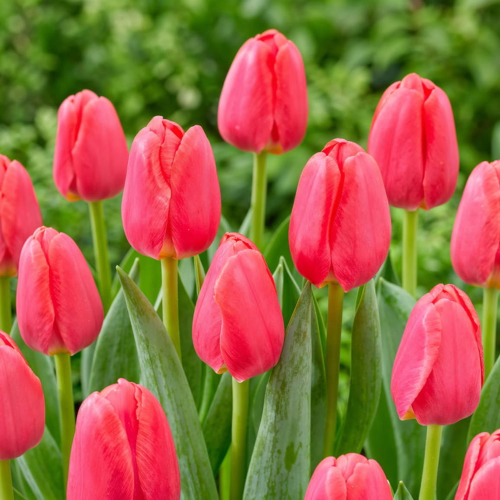 Tulip Lipstick