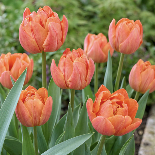 Tulipa Lorenzo - for Sale Tulipa Lorenzo