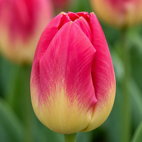 Tulip Match