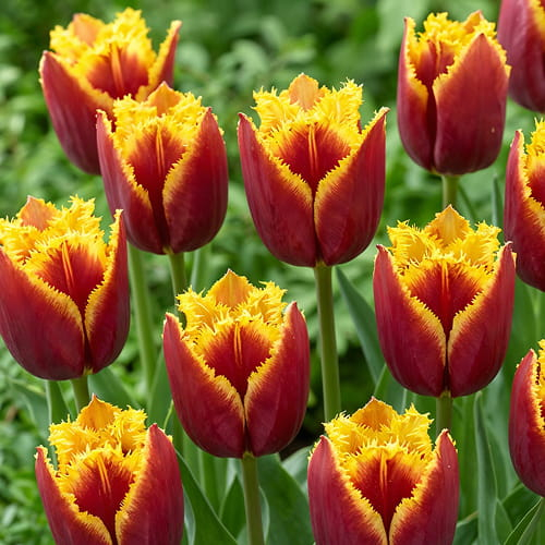 Tulip Mercure - for Sale Tulip Mercure