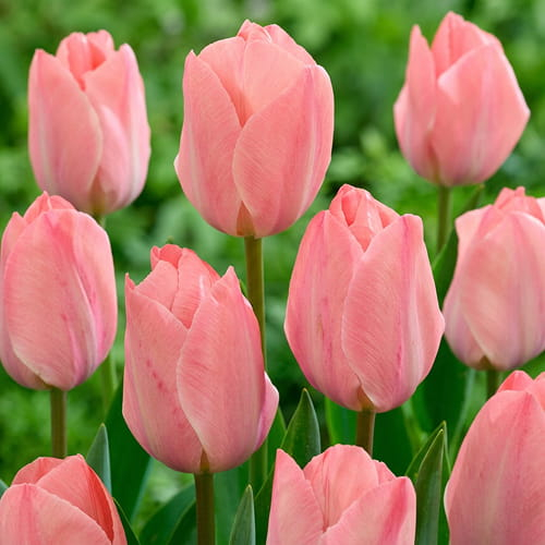 Tulip Mystic van Eijk - order online directly from Holland - for Sale Tulip Mystic van Eijk - order online directly from Holland