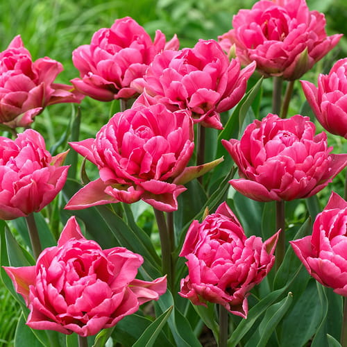 Tulip Oeral - for Sale Tulip Oeral