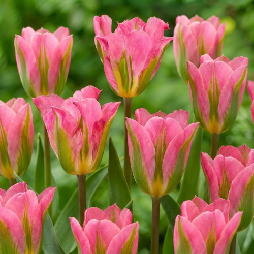Tulip Pink Artist - for Sale Tulip Pink Artist