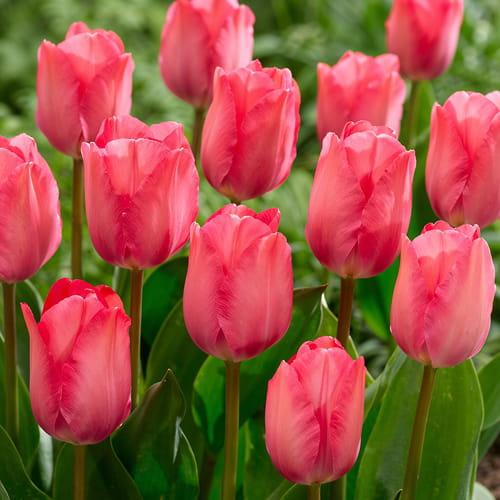 Tulip Pink Sound - order online directly from Holland - for Sale Tulip Pink Sound - order online directly from Holland