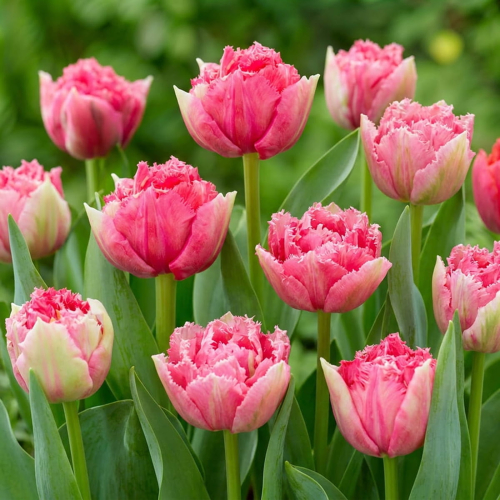 Tulip Polder Pink