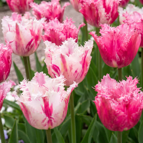 Tulip Purple Circus