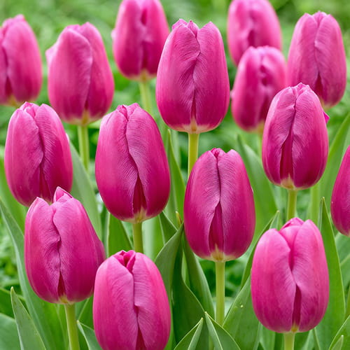 Tulip Purple Sunset
