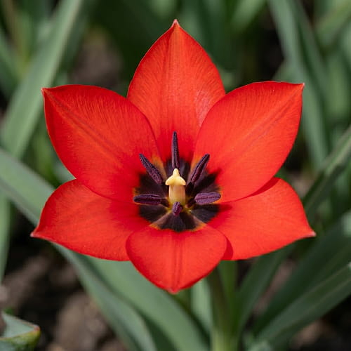 Tulip Red Hunter - for Sale Tulip Red Hunter