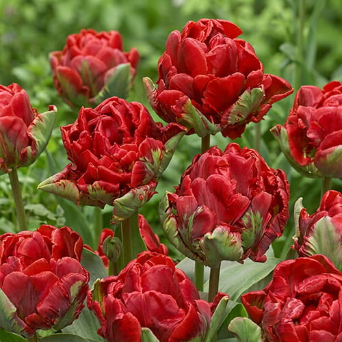 Tulip Rococo Double - for Sale Tulip Rococo Double