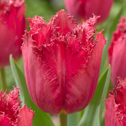 Tulip San Christina - for Sale Tulip San Christina