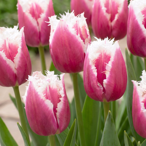Tulip San Stefano