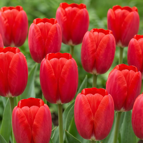 Tulip Spring Song