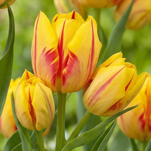 Tulipa Sunshine Club
