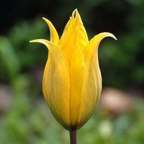 Tulip Sylvestris - for Sale Tulip Sylvestris