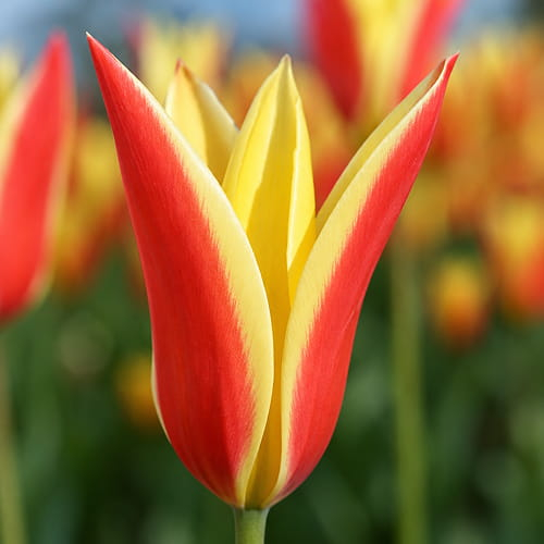 Tulip Tinka - for Sale Tulip Tinka