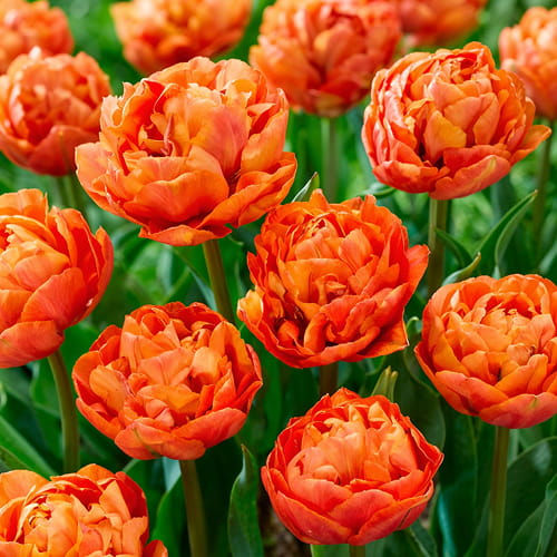 Tulip Valdivia - order online directly from Holland - for Sale Tulip Valdivia - order online directly from Holland