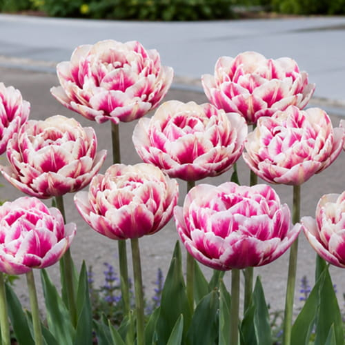 Tulip Wyndham - order online directly from Holland - for Sale Tulip Wyndham - order online directly from Holland