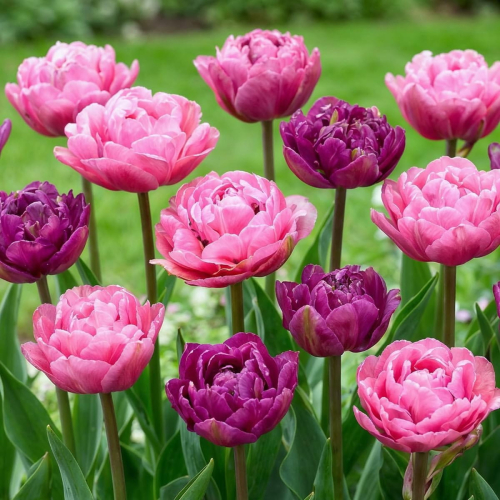 Tulips Purple Explosion Collection - for Sale Tulips Purple Explosion Collection