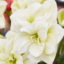 Envío Incluido Bulbs & beyond Colección de 3 bulbos de Amarilis de Flor Doble Hippeastrum 