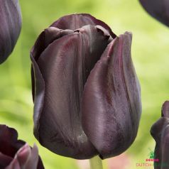 Tulip Paul Scherer