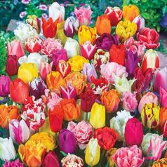 Tulips Variation Mix