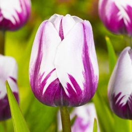 Tulip Rems Tulip Rems Favourite Venta online en España directamente desde los ...