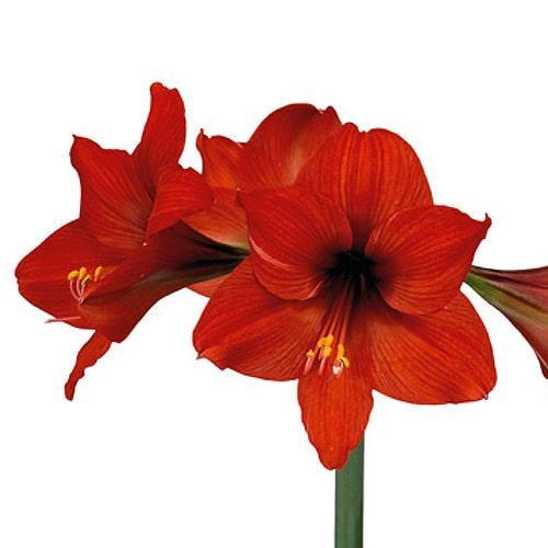 main product photo - for Sale main product photo