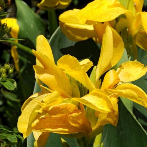 main product photo - for Sale main product photo