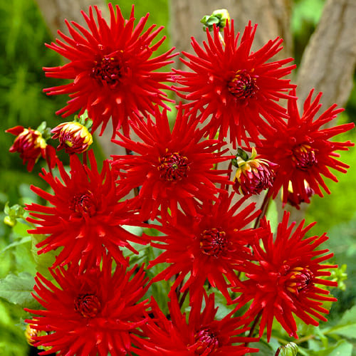 main product photo - for Sale main product photo