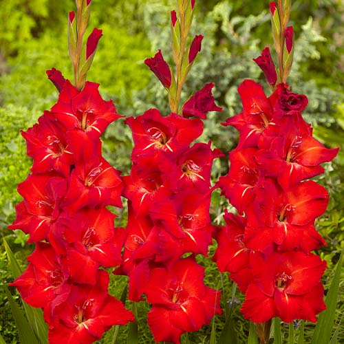 main product photo - for Sale main product photo
